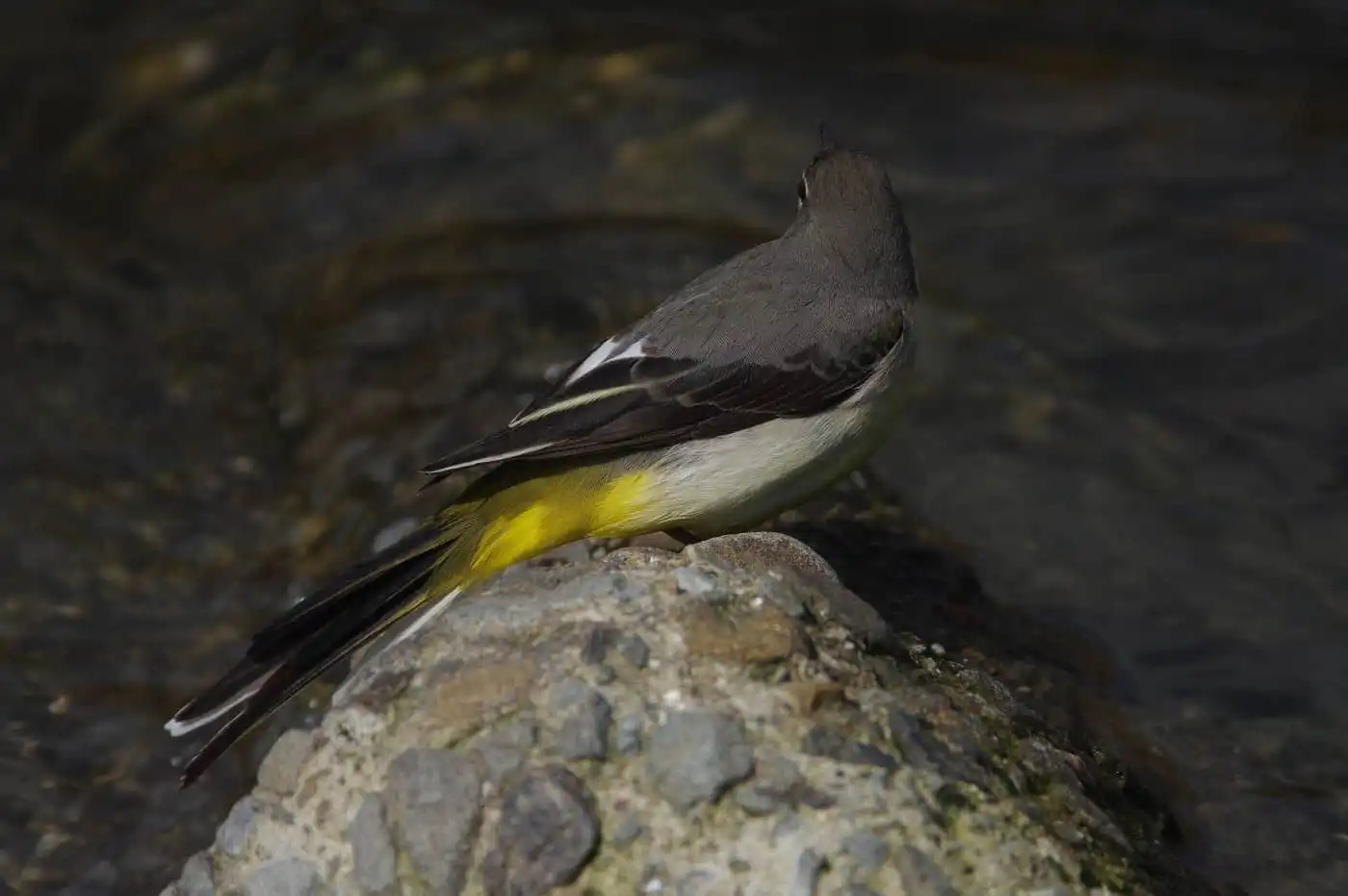 野鳥・高解像キセキレイの写真画像