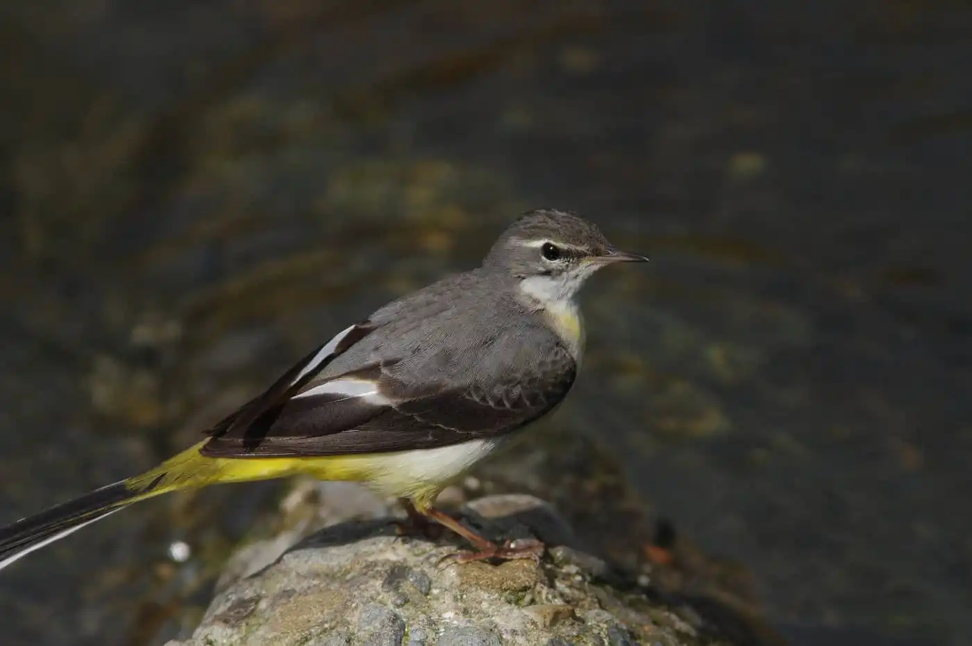 野鳥・高解像キセキレイの写真画像