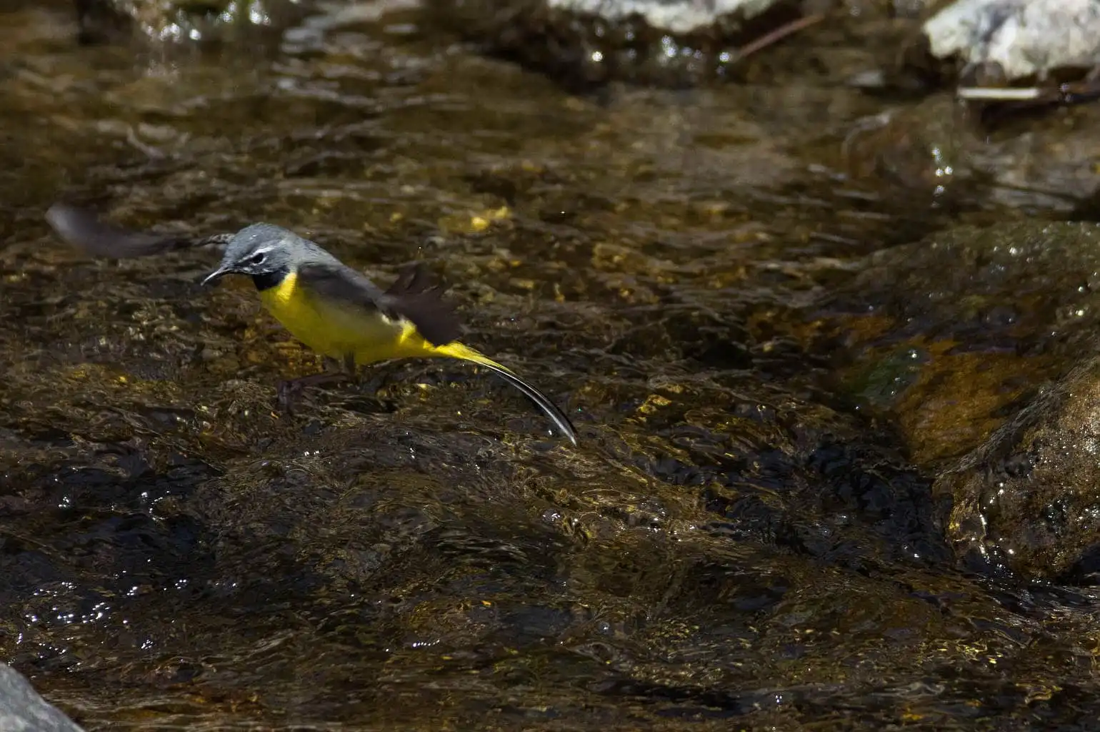 野鳥・キセキレイの飛翔写真画像