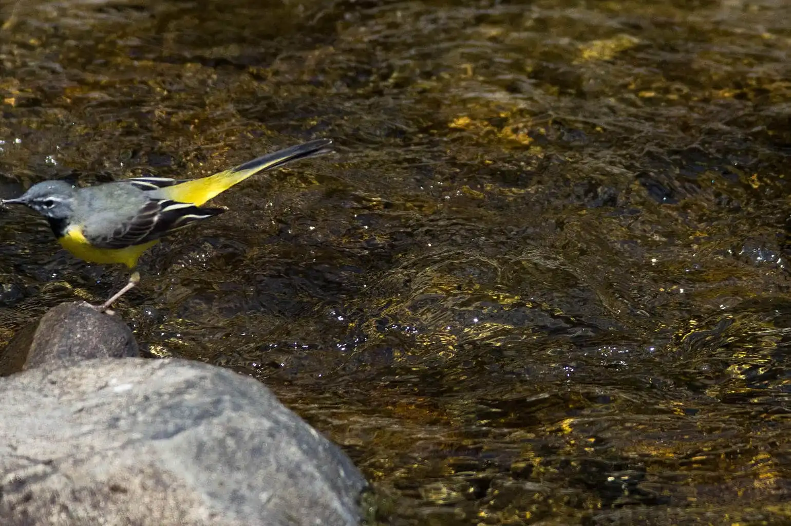 野鳥・キセキレイの飛翔写真画像