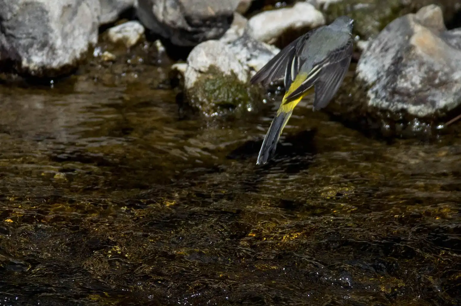 野鳥・キセキレイの飛翔写真画像