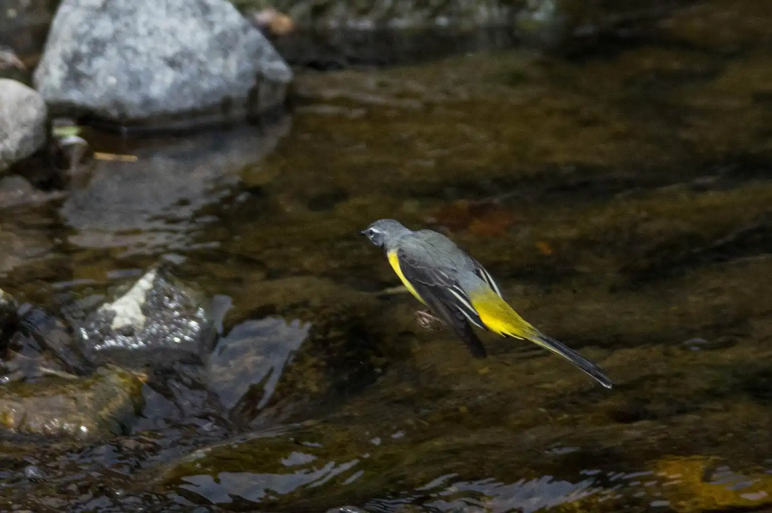野鳥・キセキレイの飛翔写真画像