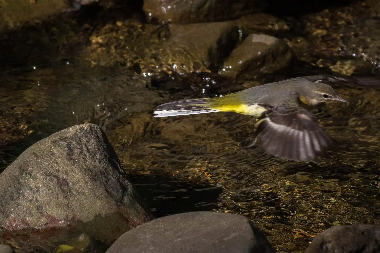 野鳥・キセキレイの飛翔写真画像