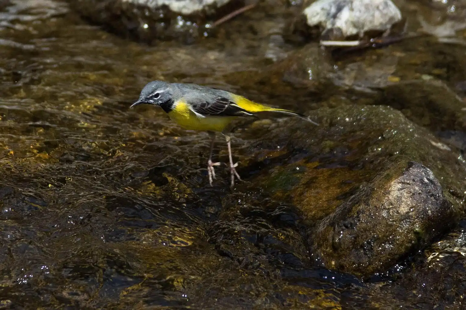 野鳥・キセキレイの飛翔写真画像