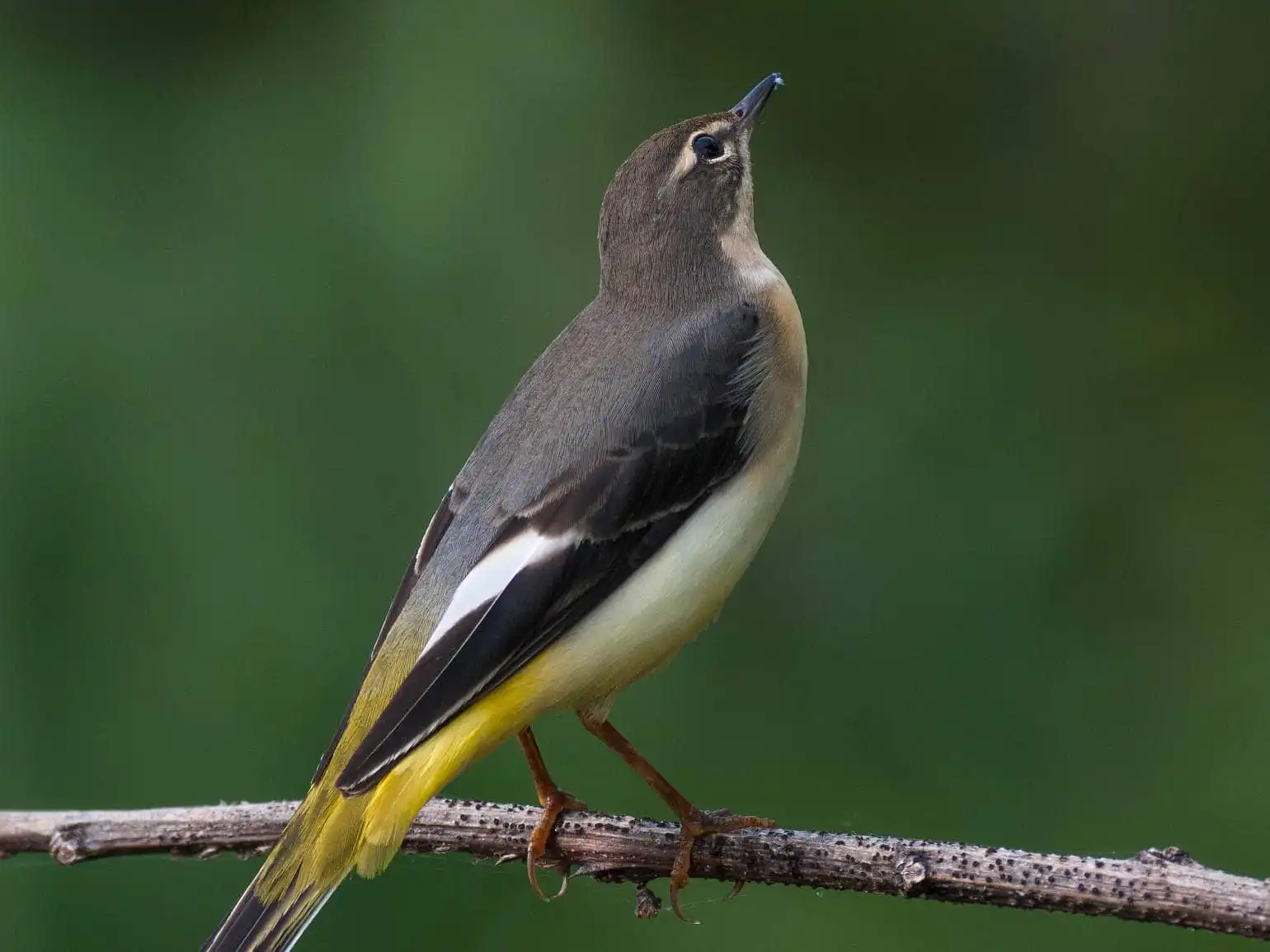 野鳥・キセキレイの高解像ドアップ写真画像