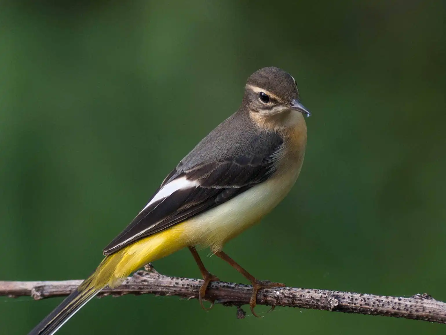 野鳥・キセキレイの高解像ドアップ写真画像