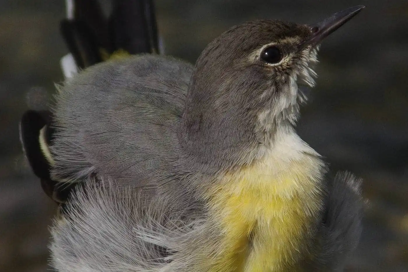 野鳥・高解像キセキレイの写真画像