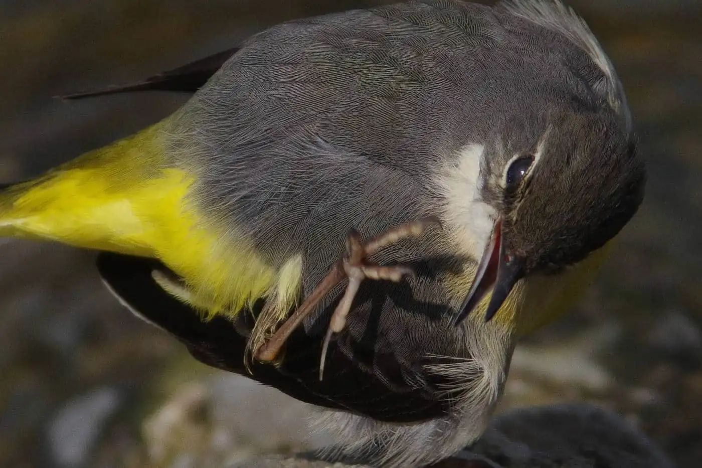 野鳥・高解像キセキレイの写真画像