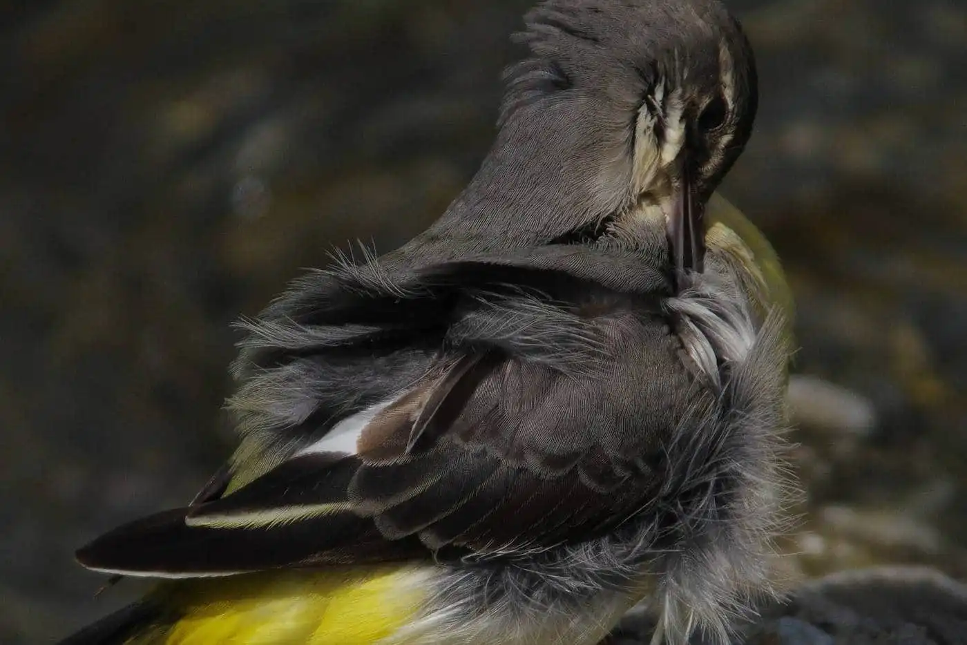 野鳥・高解像キセキレイの写真画像