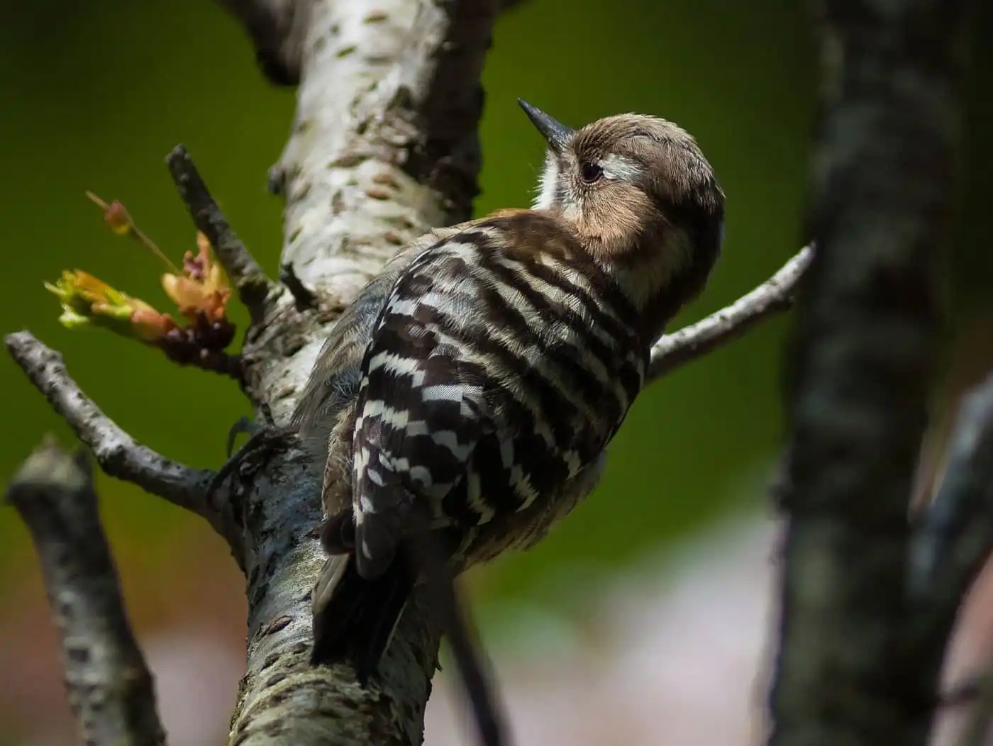 野鳥写真・コゲラの写真