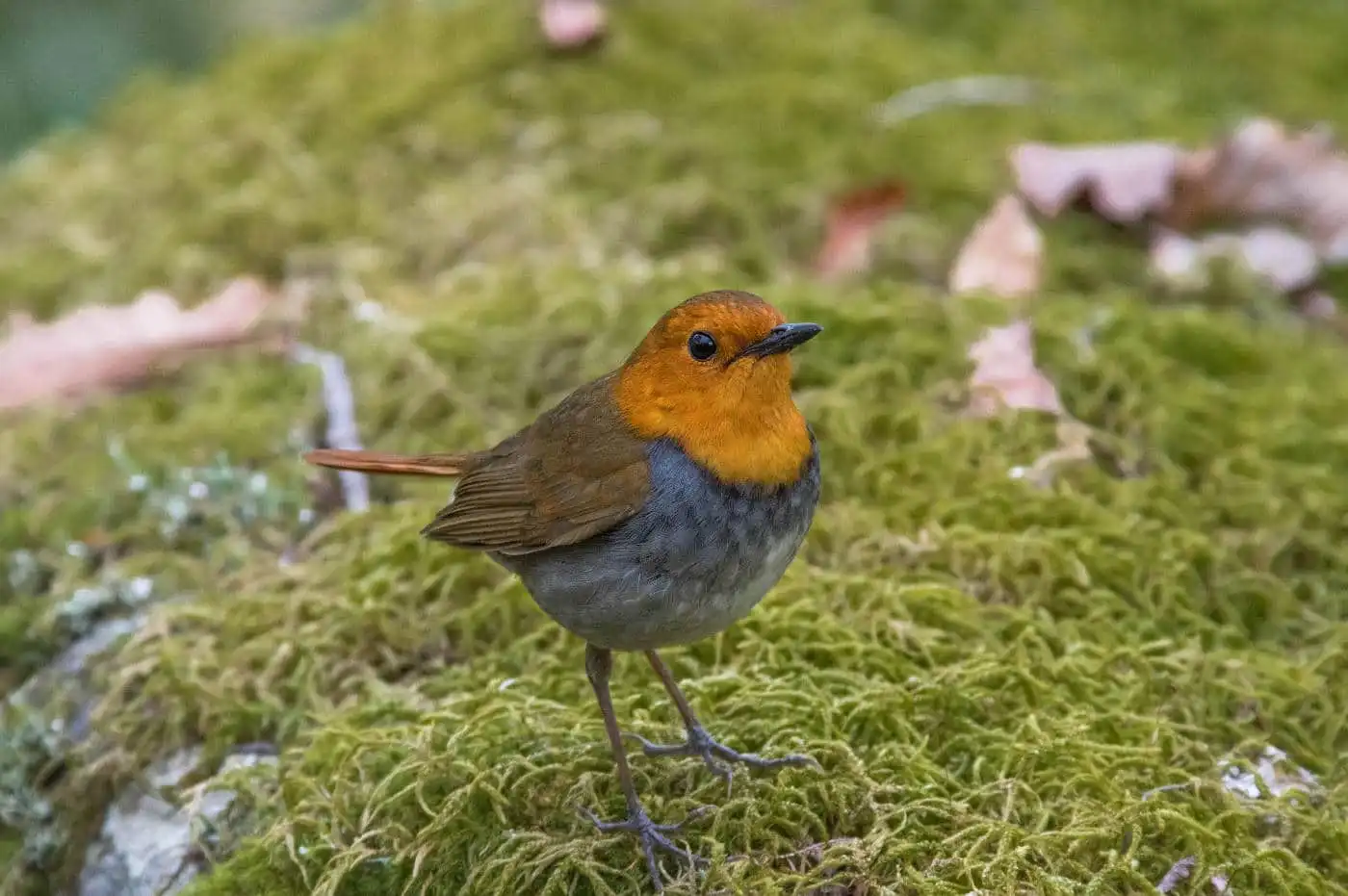野鳥写真・コマドリの写真
