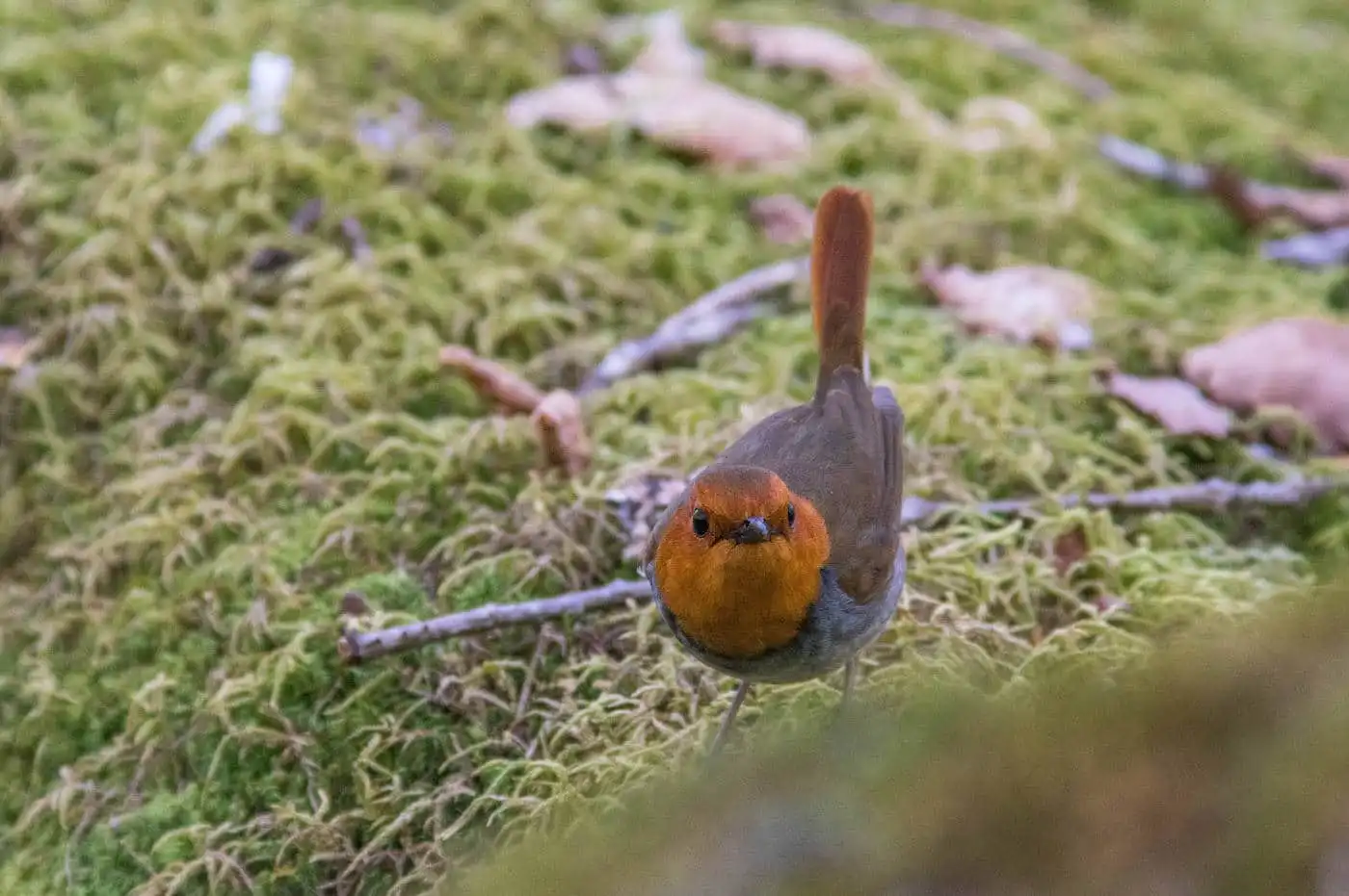 野鳥写真・コマドリの写真