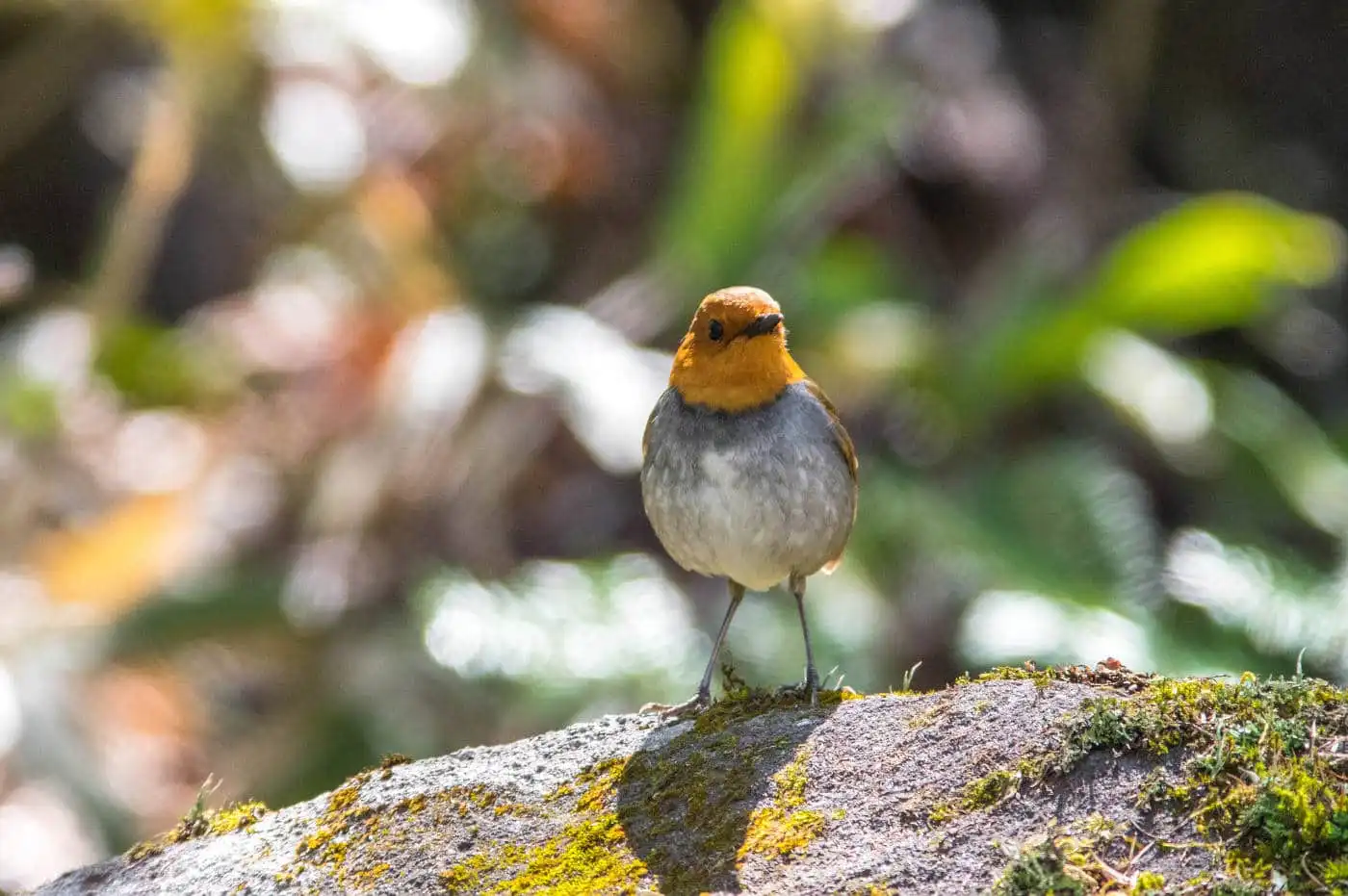 野鳥写真・コマドリの写真