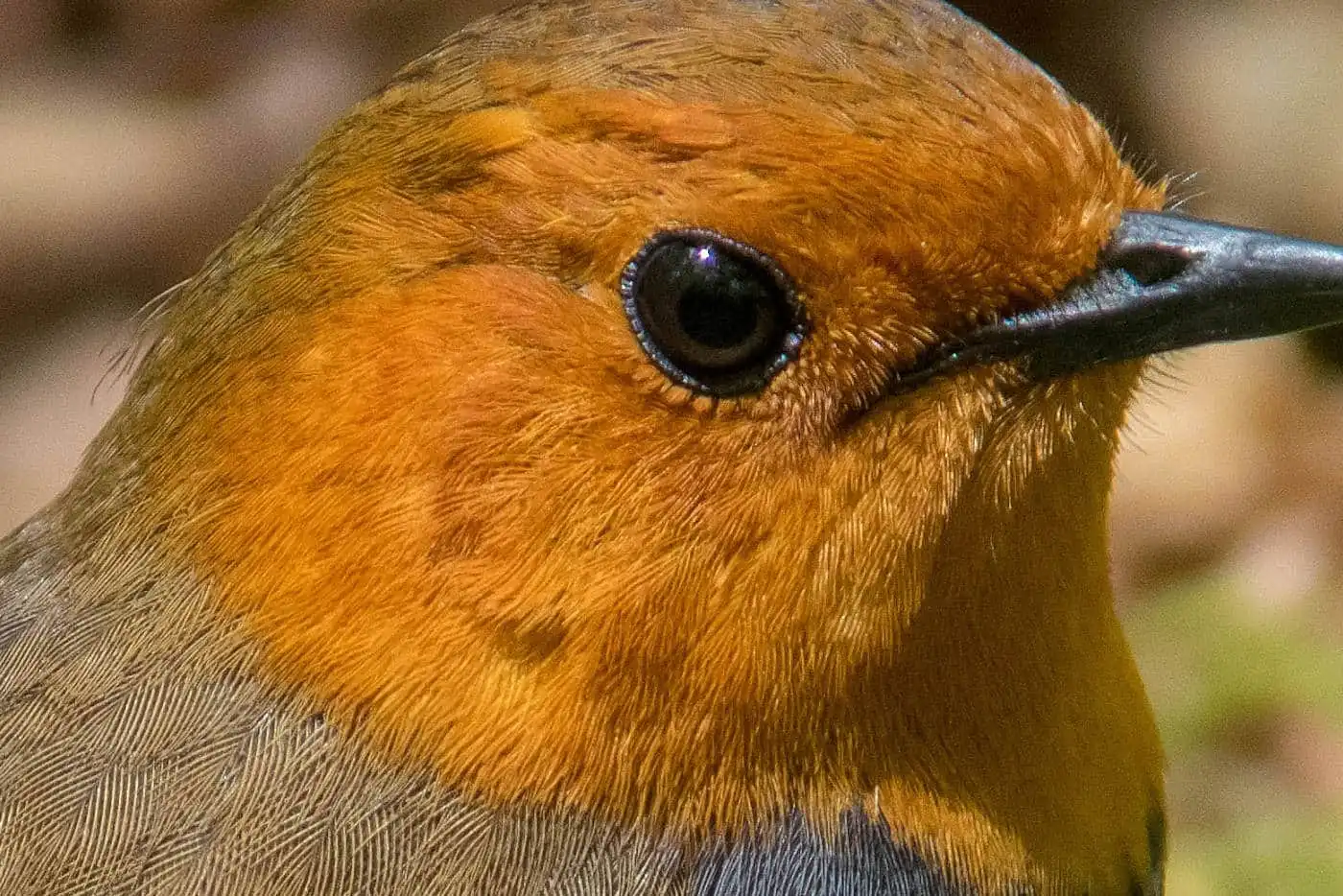 野鳥写真・コマドリの写真
