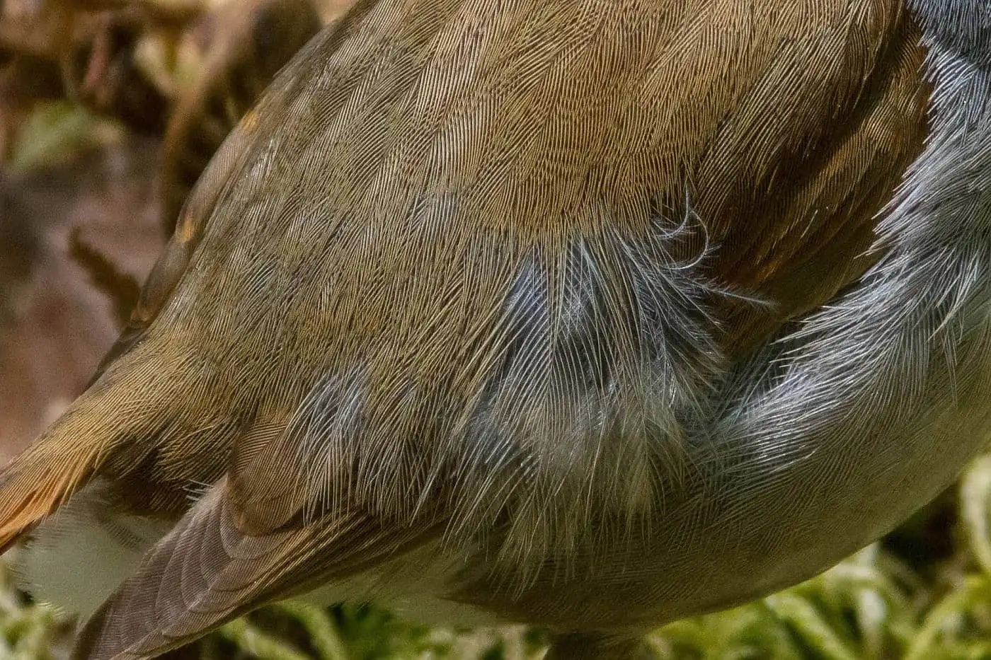 野鳥写真・コマドリの写真