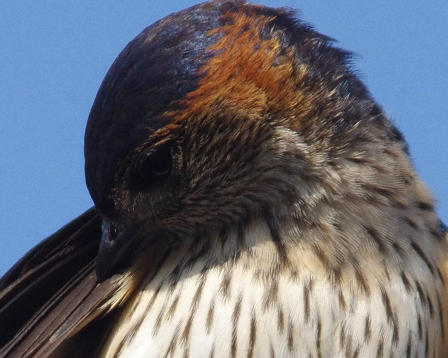 野鳥写真・コシアカツバメの写真