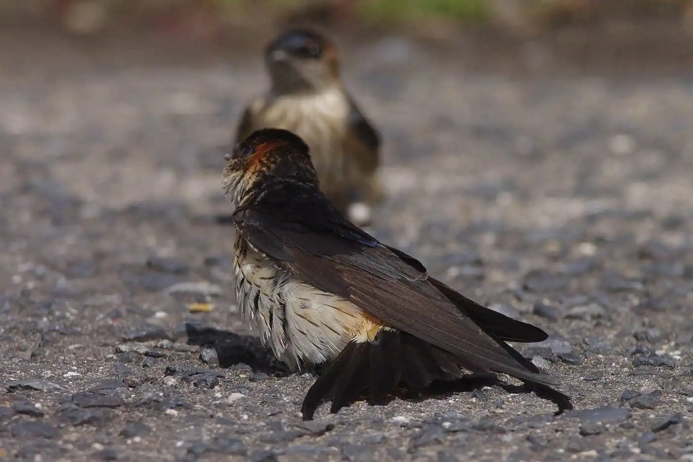 野鳥写真・コシアカツバメの写真