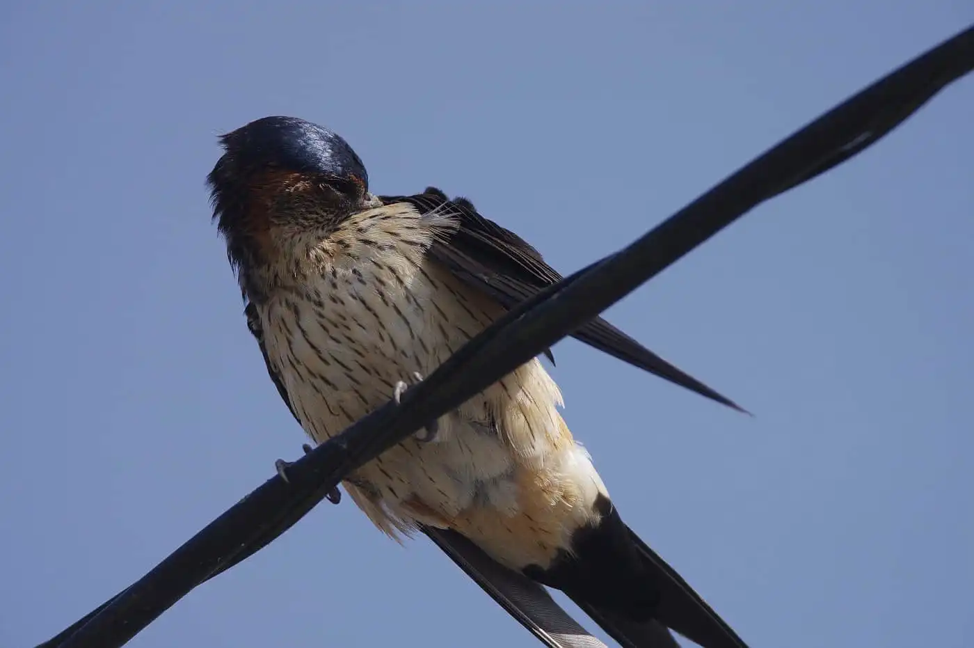 野鳥写真・コシアカツバメの写真