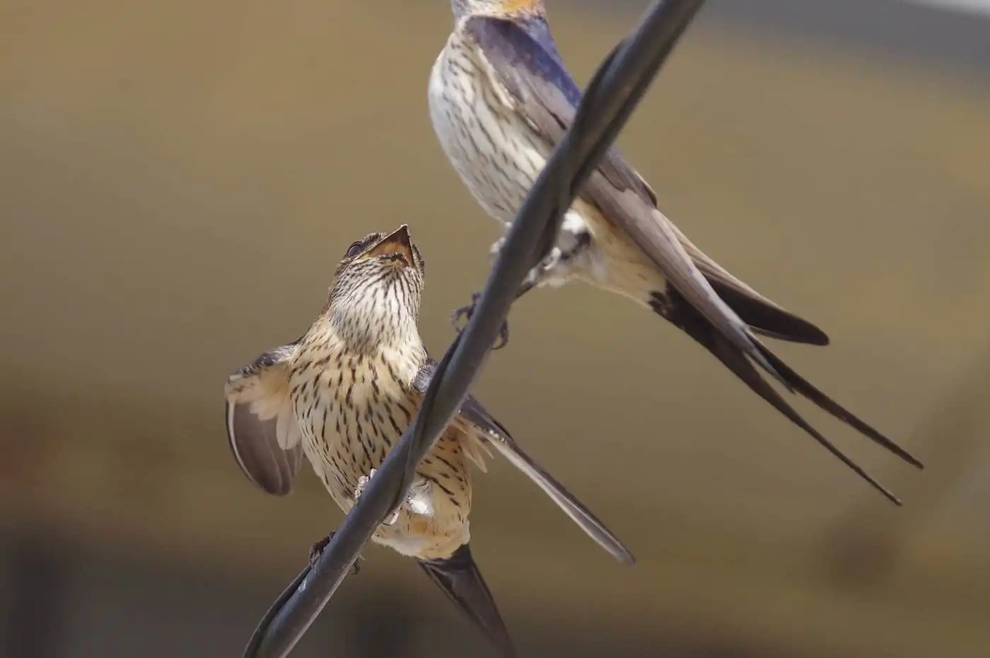 野鳥写真・コシアカツバメの写真