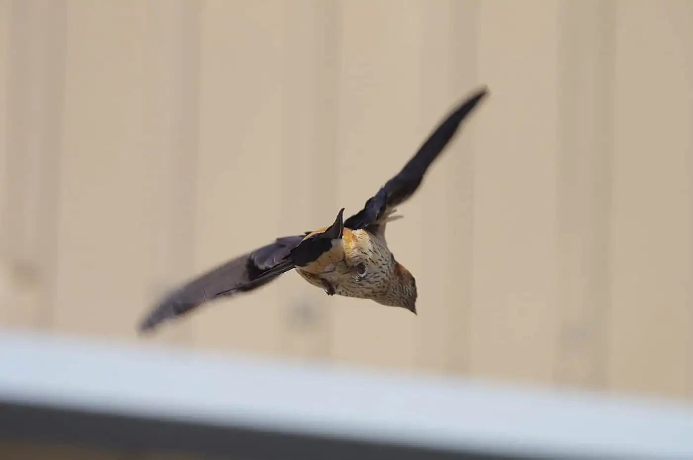野鳥写真・コシアカツバメの写真