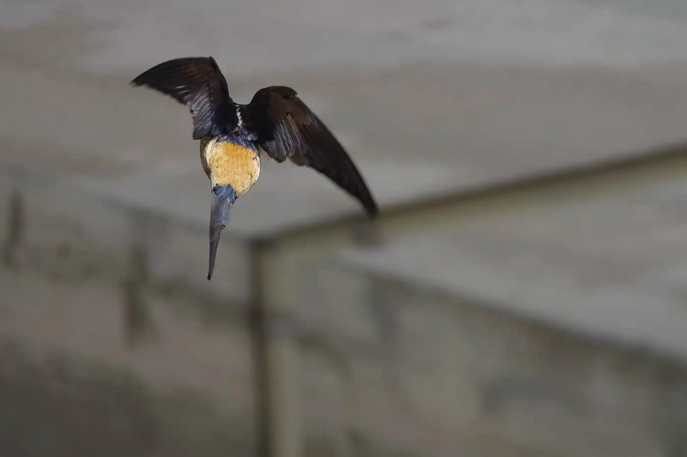 野鳥写真・コシアカツバメの写真