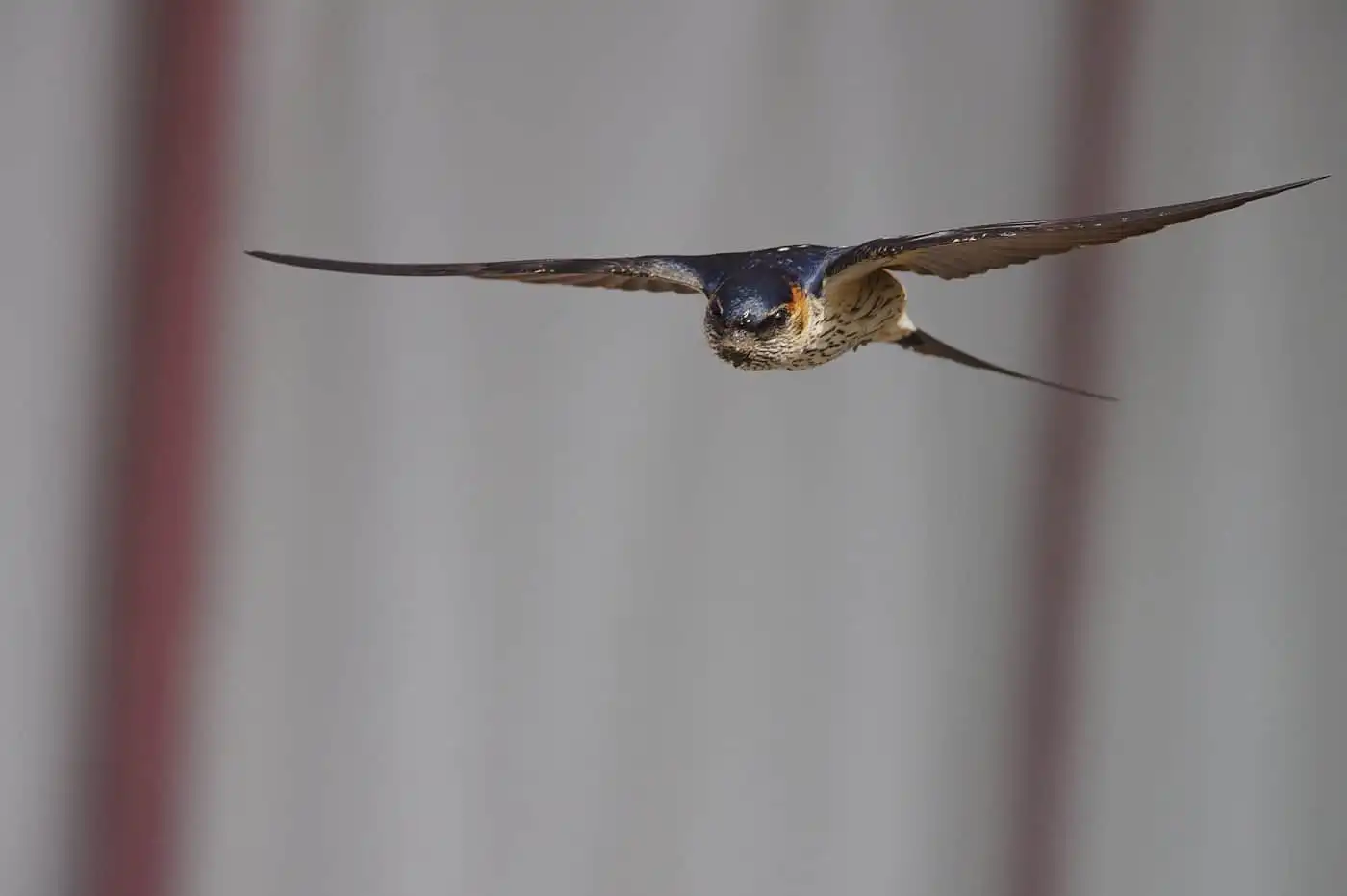 野鳥写真・コシアカツバメの写真