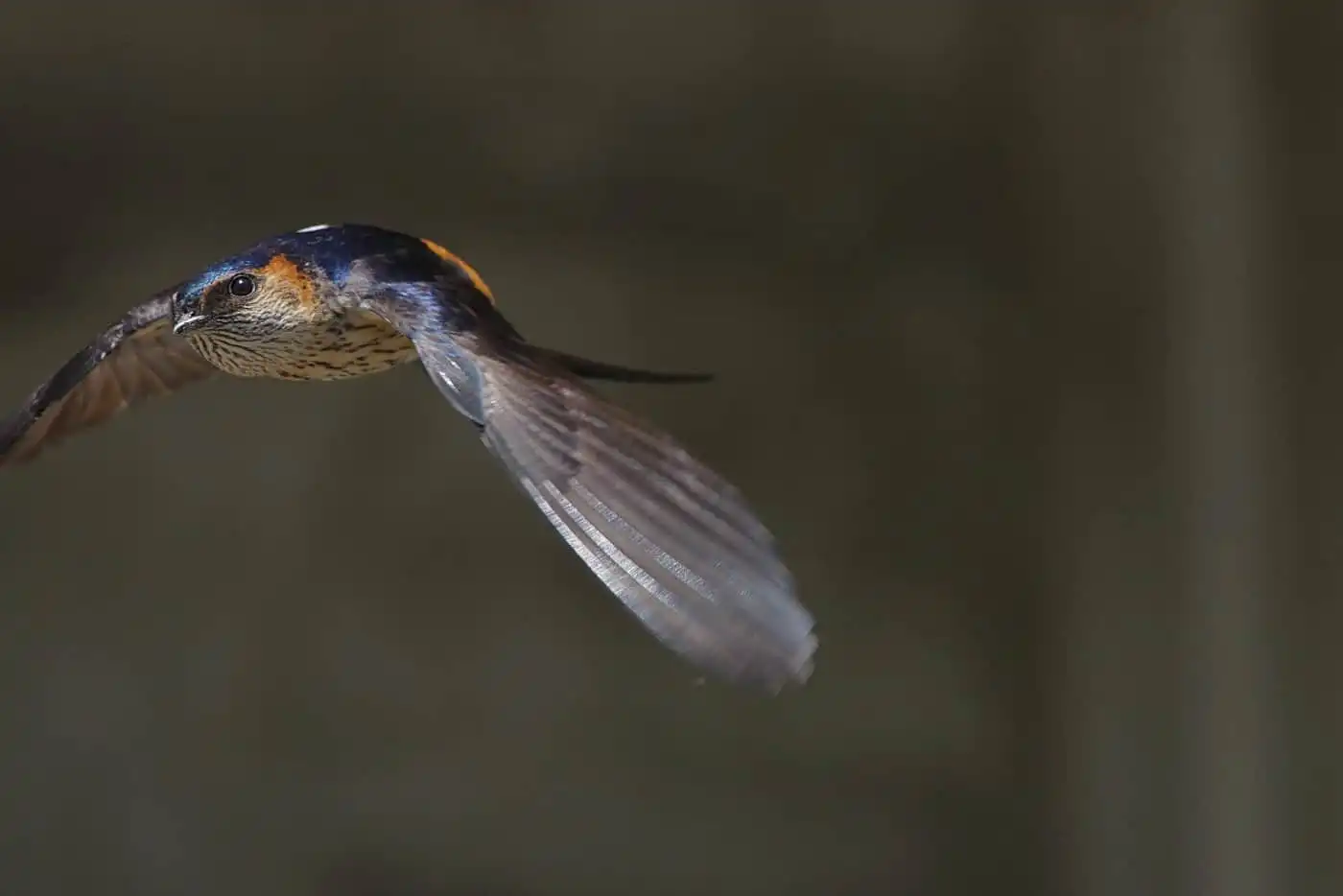 野鳥写真・コシアカツバメの写真