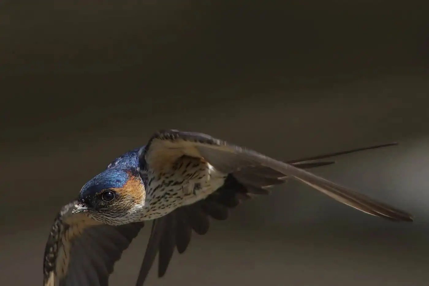野鳥写真・コシアカツバメの写真