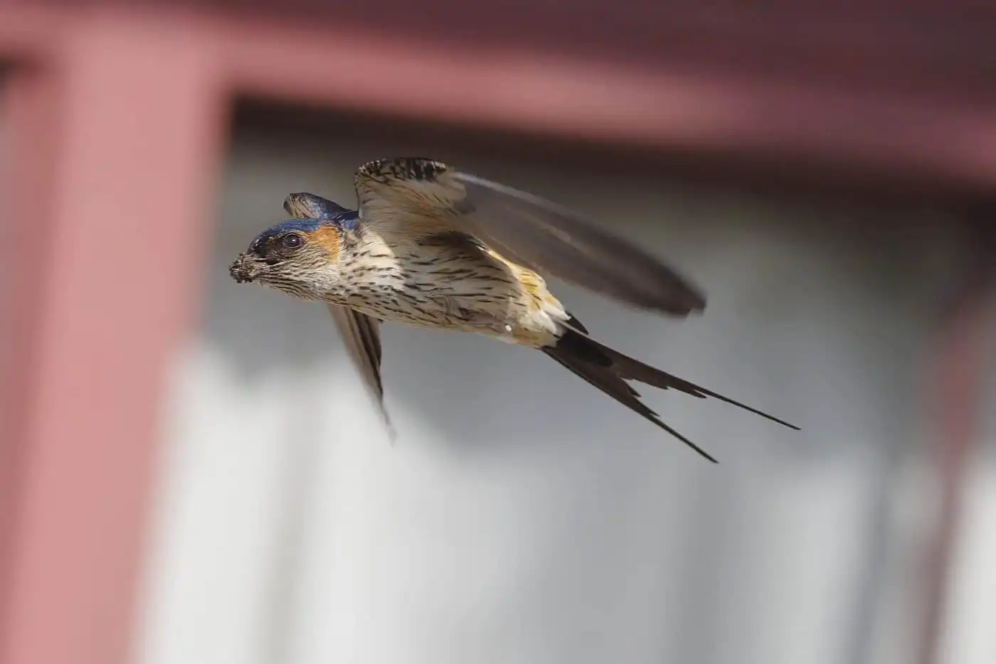 野鳥写真・コシアカツバメの写真