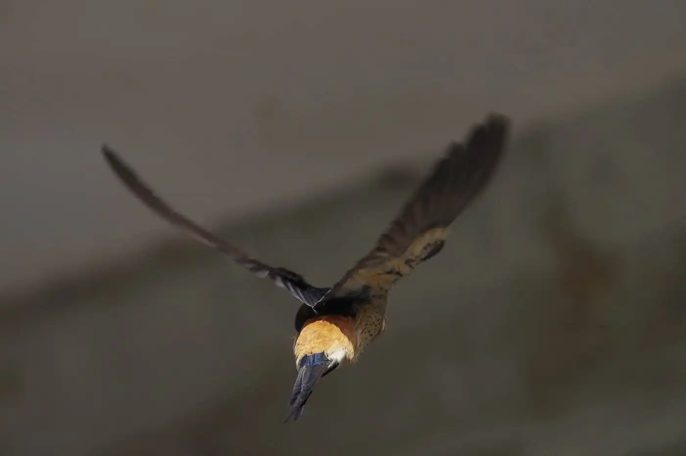 野鳥写真・コシアカツバメの写真
