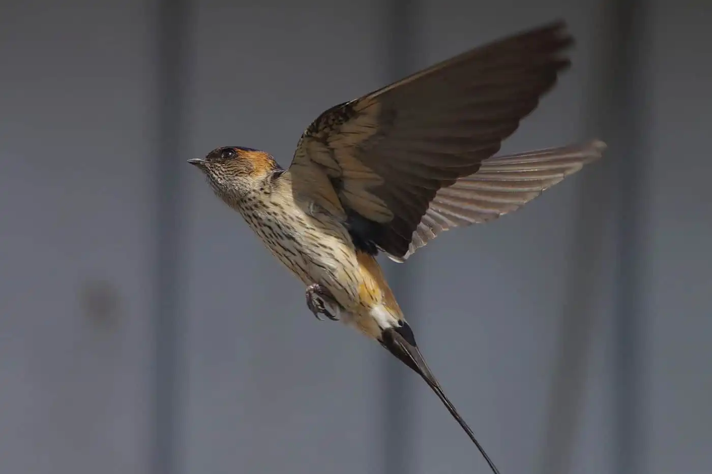 野鳥写真・コシアカツバメの写真