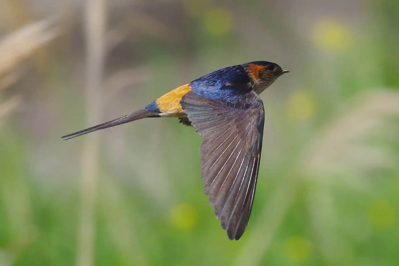 野鳥写真・コシアカツバメの写真