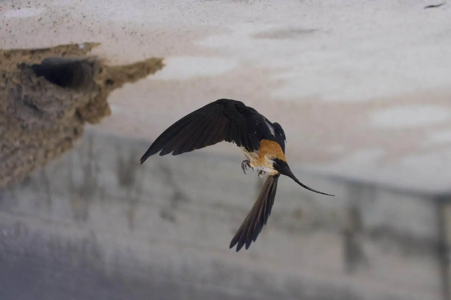 野鳥写真・コシアカツバメの写真