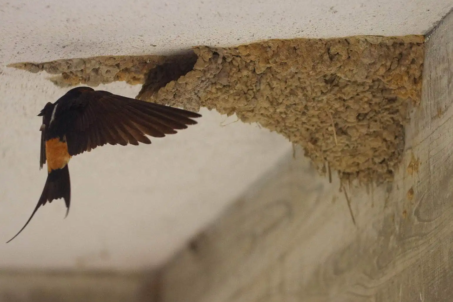 野鳥写真・コシアカツバメの写真
