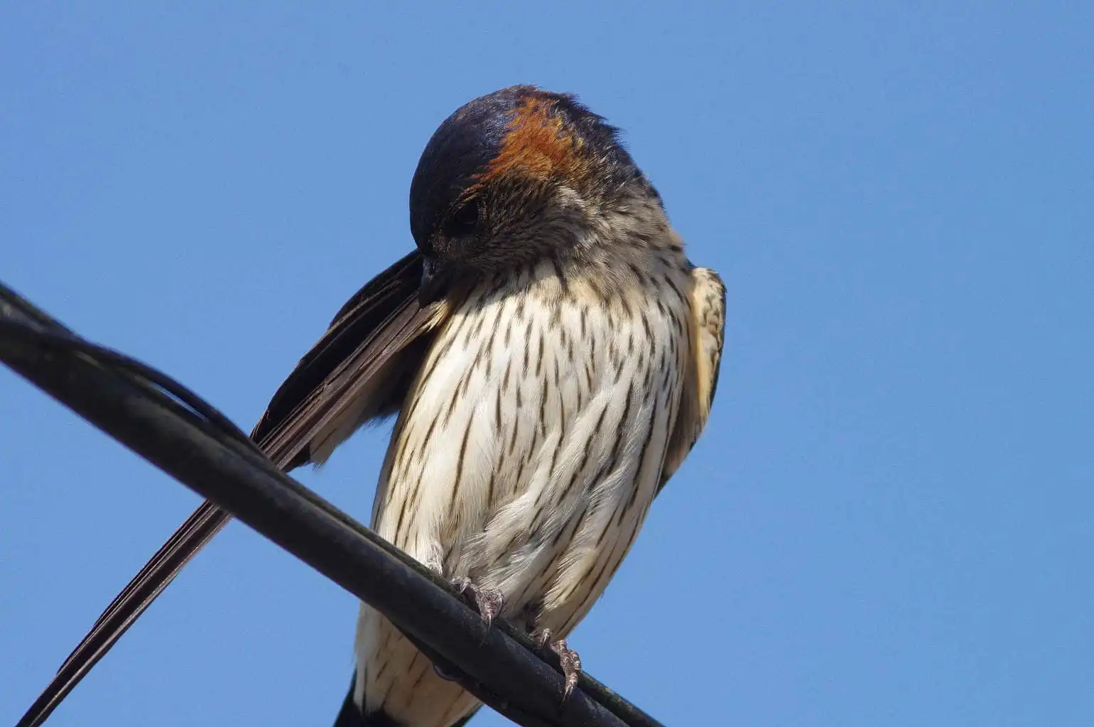 野鳥写真・コシアカツバメの写真