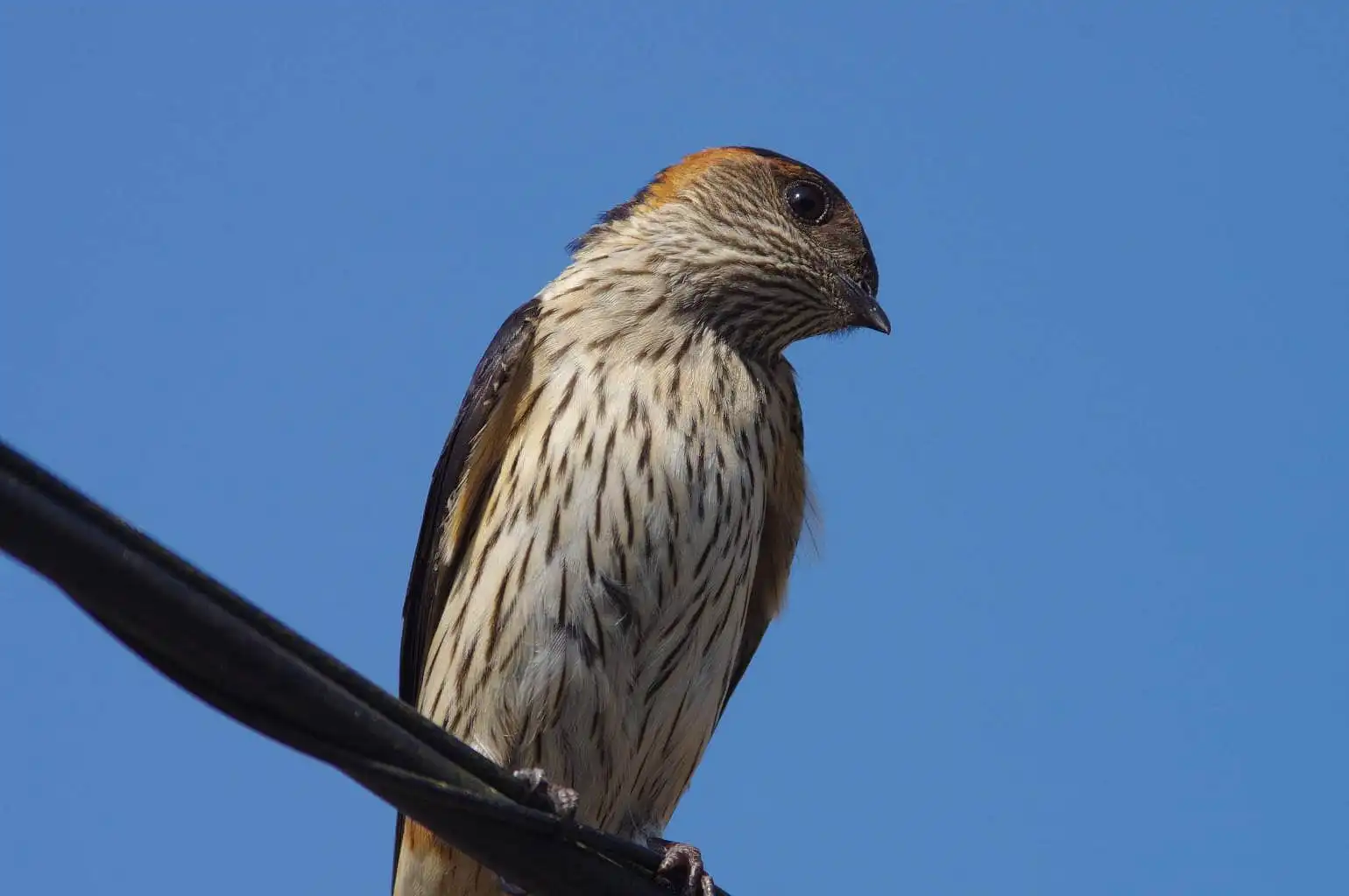 野鳥写真・コシアカツバメの写真