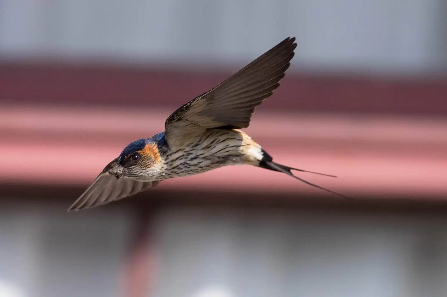 野鳥写真・コシアカツバメの写真