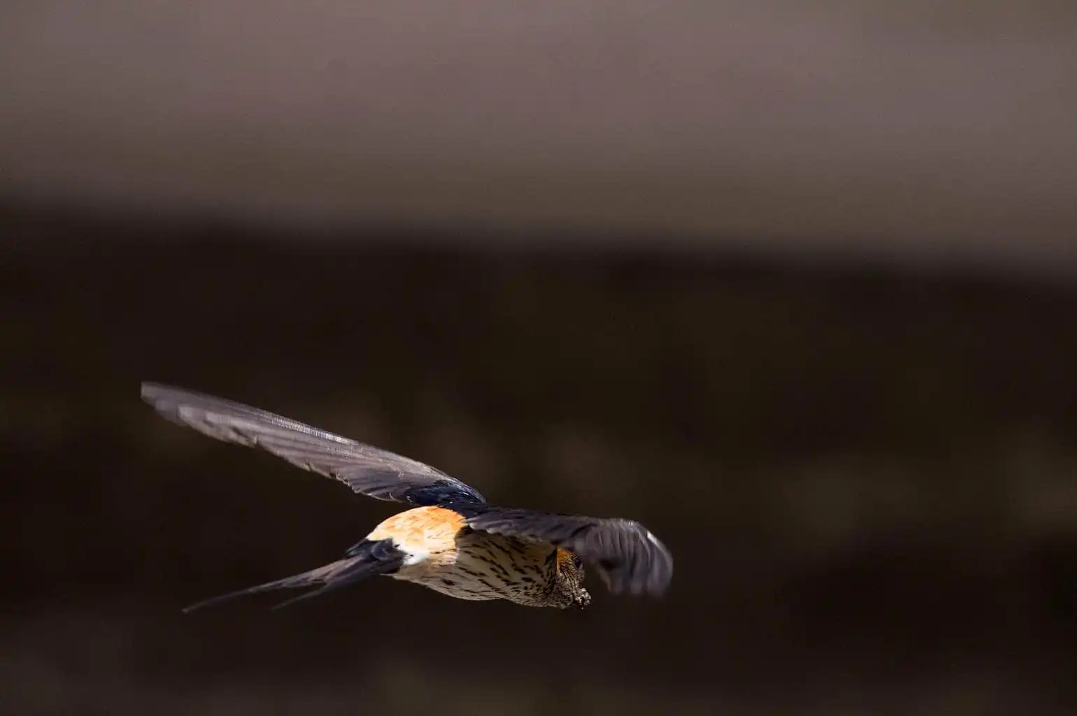 野鳥写真・コシアカツバメの写真