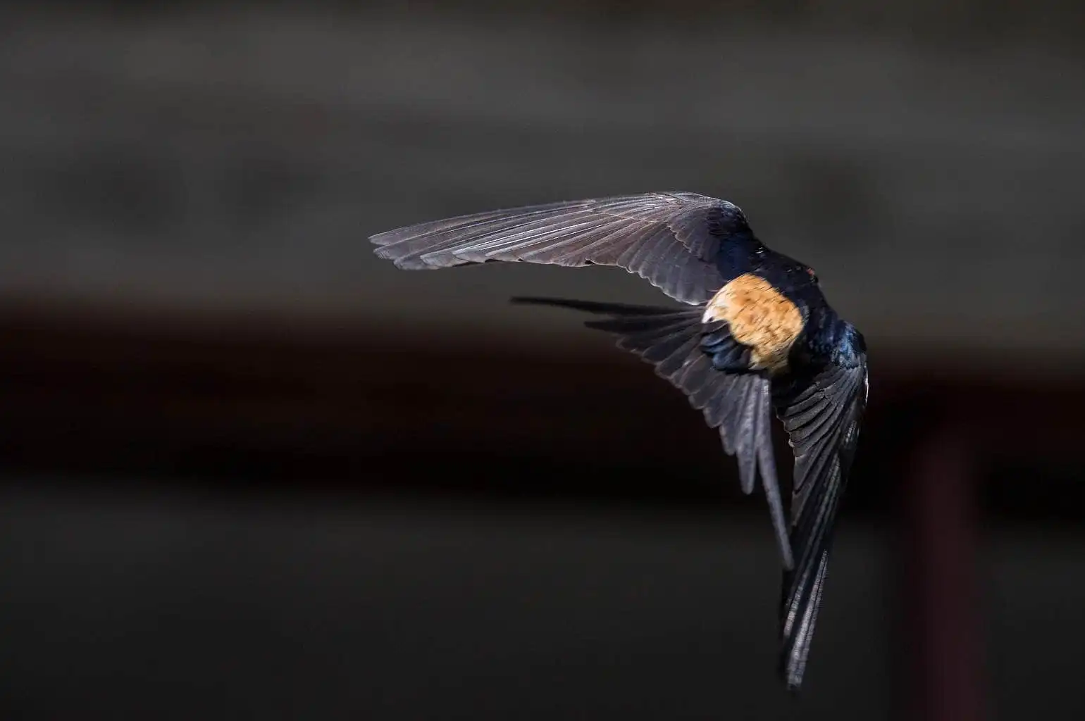 野鳥写真・コシアカツバメの写真