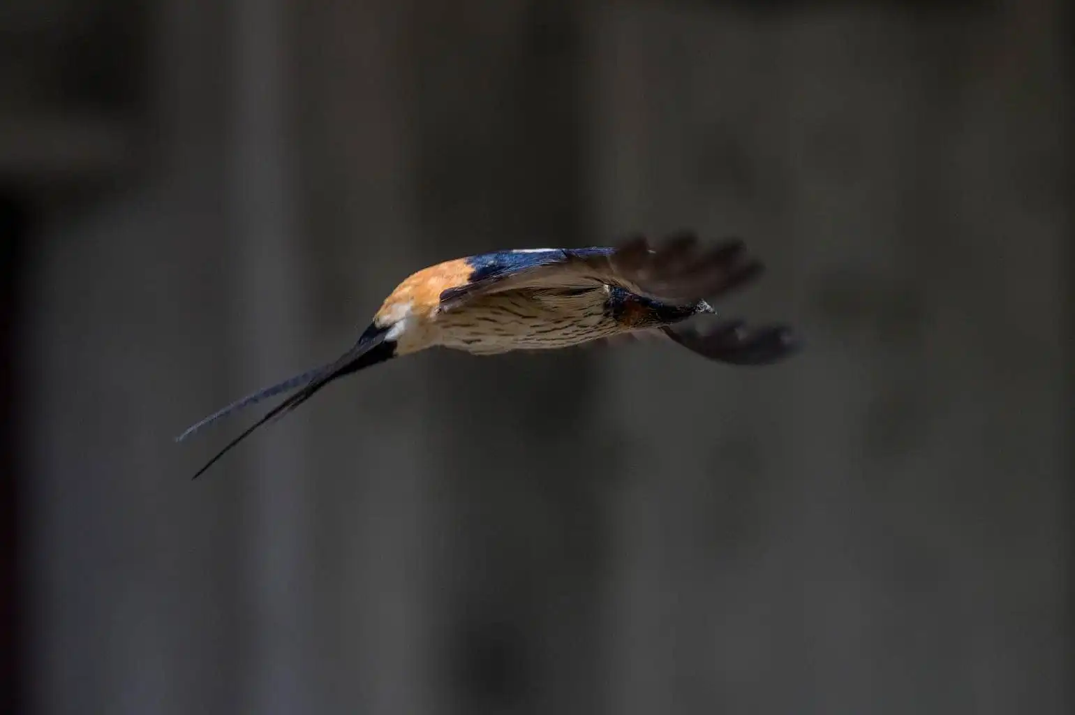 野鳥写真・コシアカツバメの写真