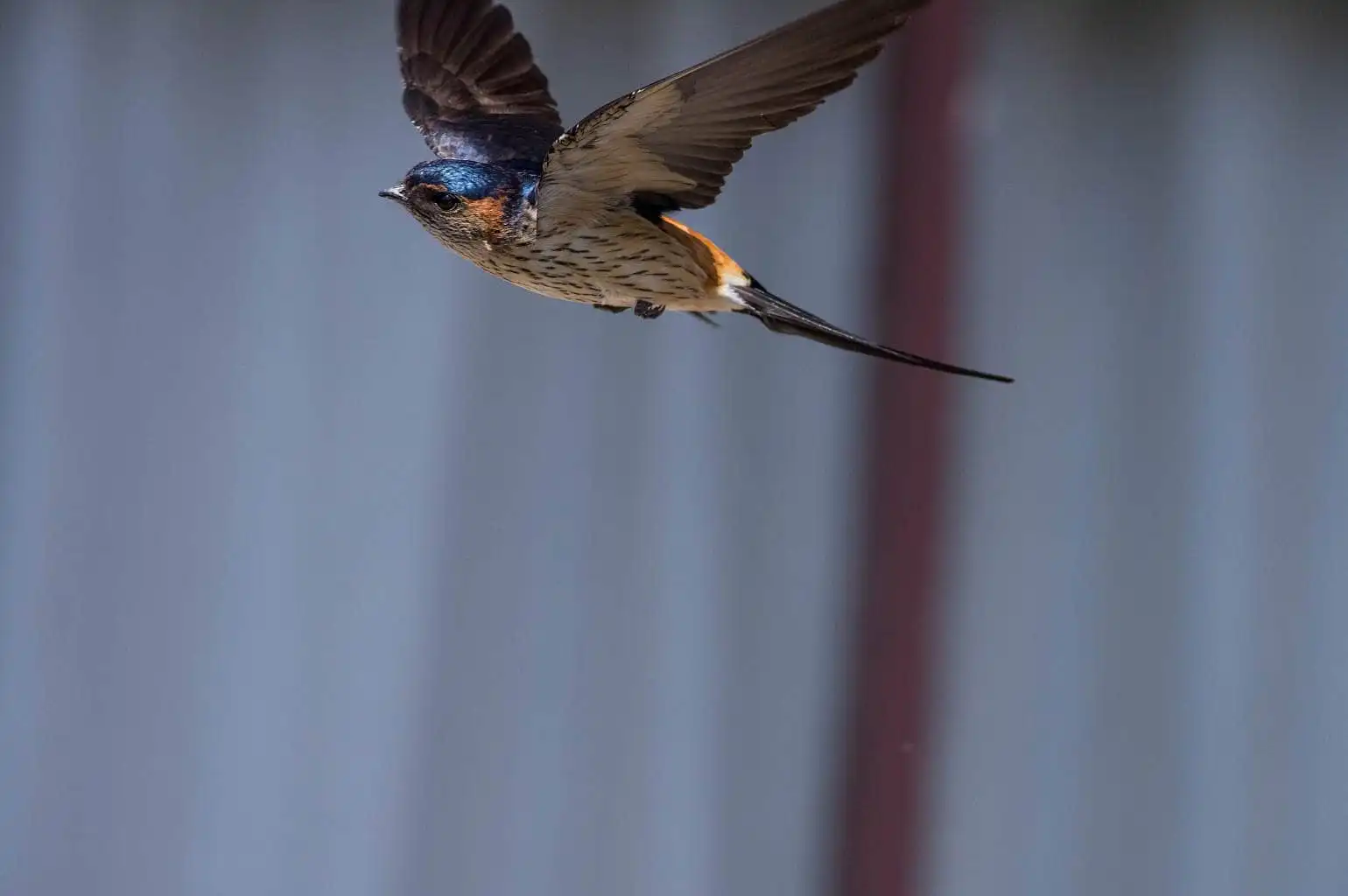 野鳥写真・コシアカツバメの写真