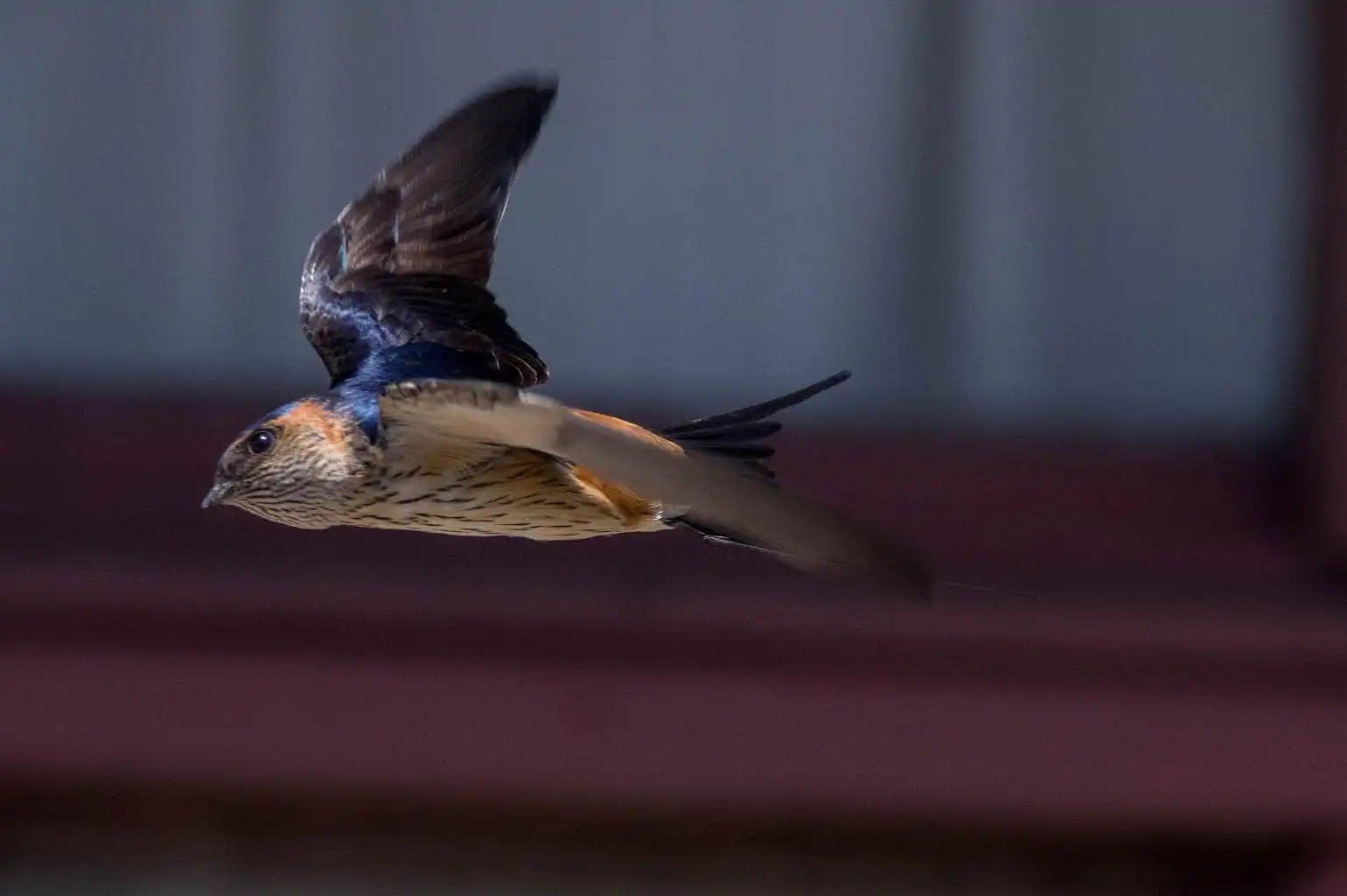 野鳥写真・コシアカツバメの写真