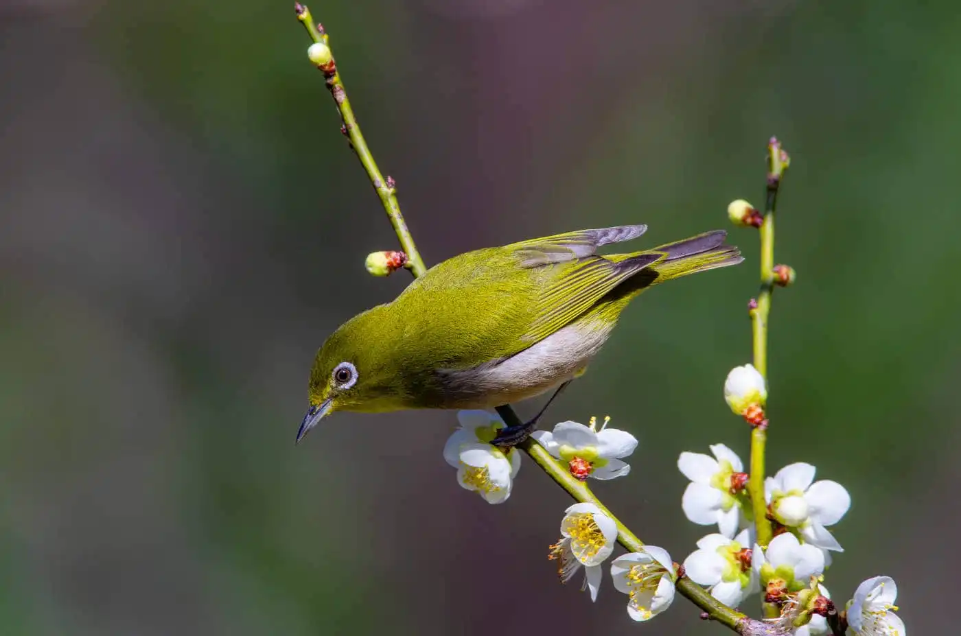 野鳥画像・梅の花とメジロの写真