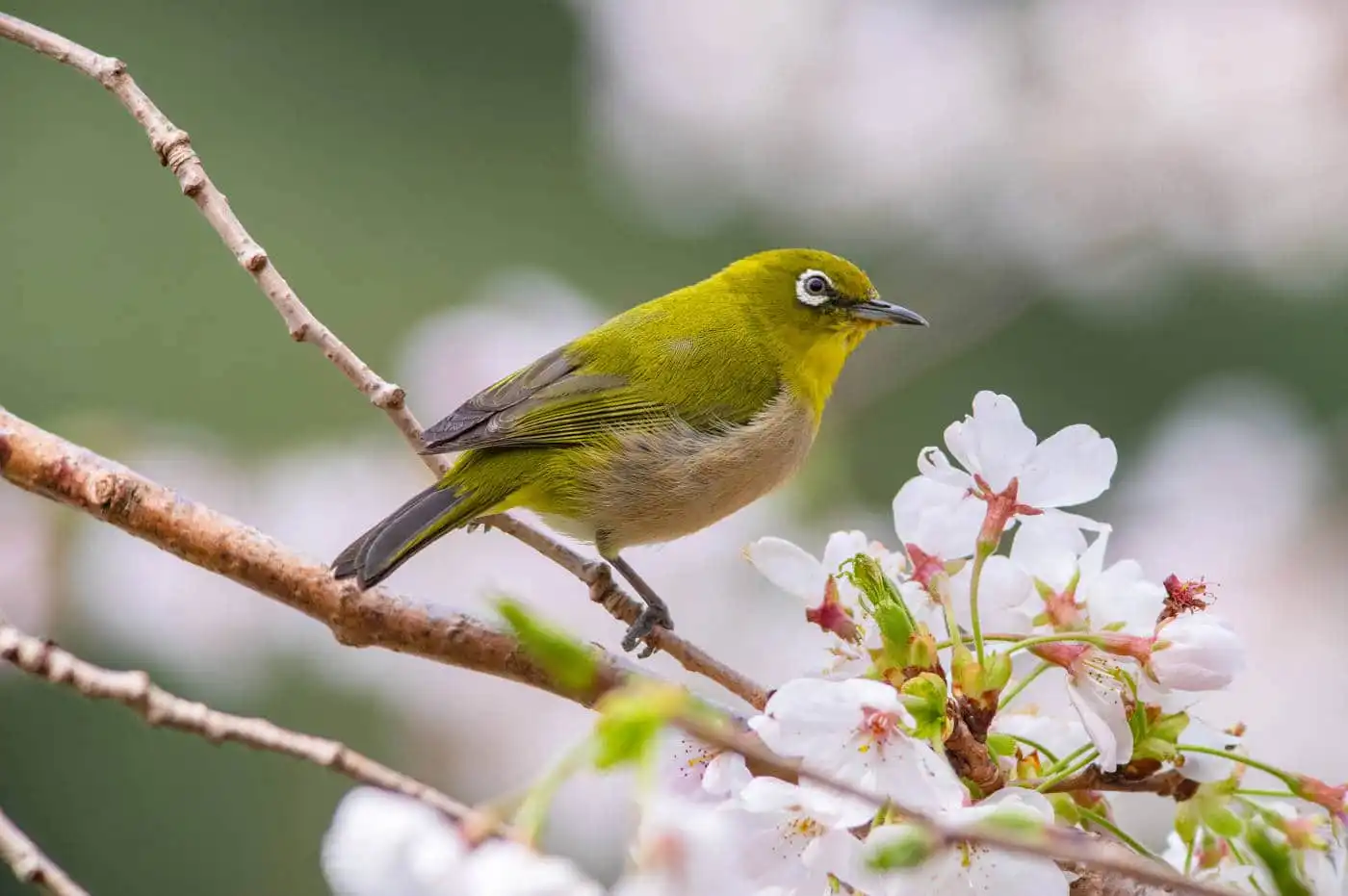野鳥画像・桜の花とメジロの写真