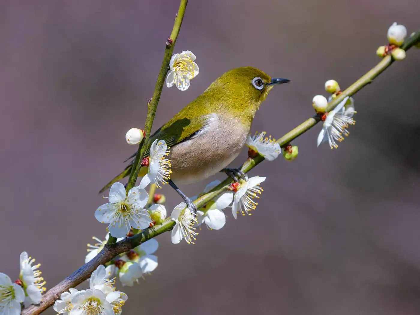 野鳥画像・梅の花とメジロの写真
