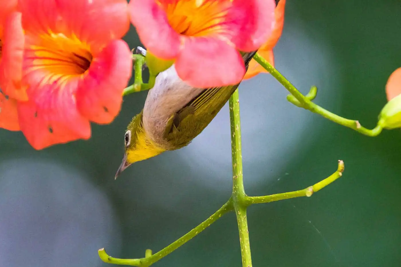 メジロの写真 高解像 野鳥写真集 バーダーショップ フジノ