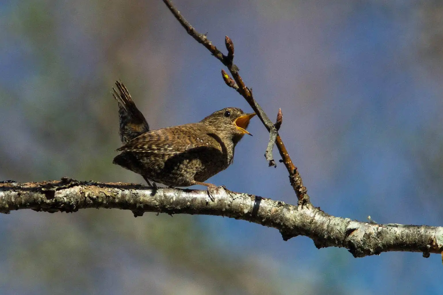 野鳥写真・ミソサザイの写真