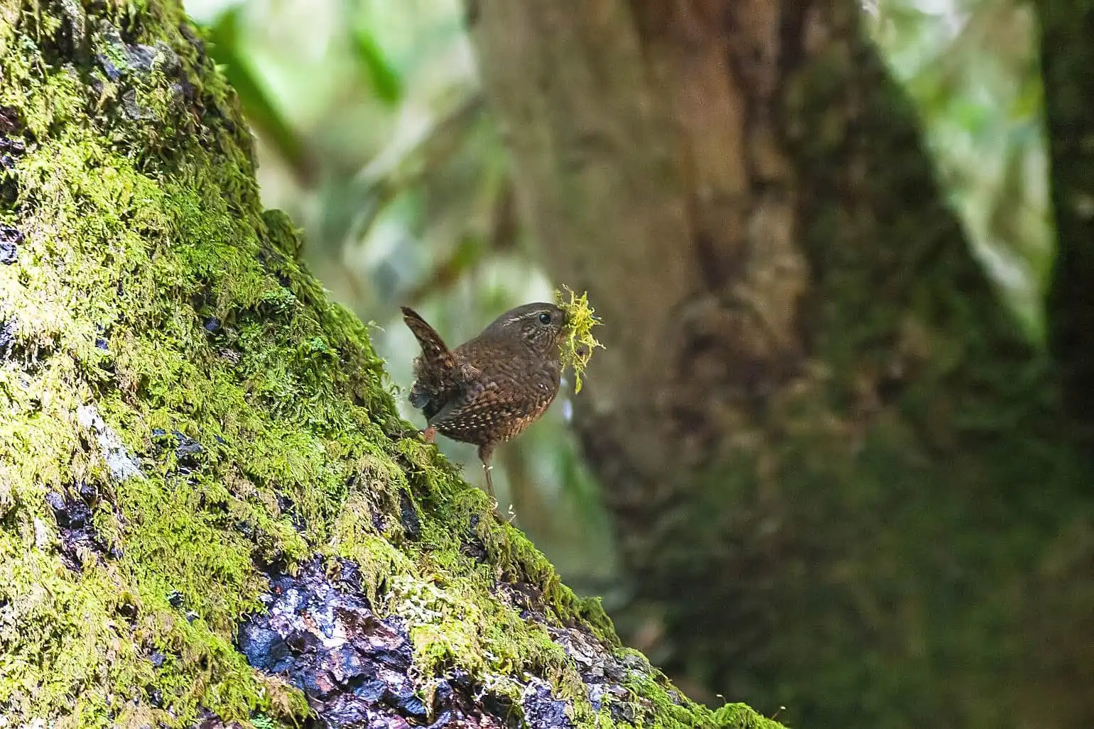 野鳥写真・ミソサザイの写真
