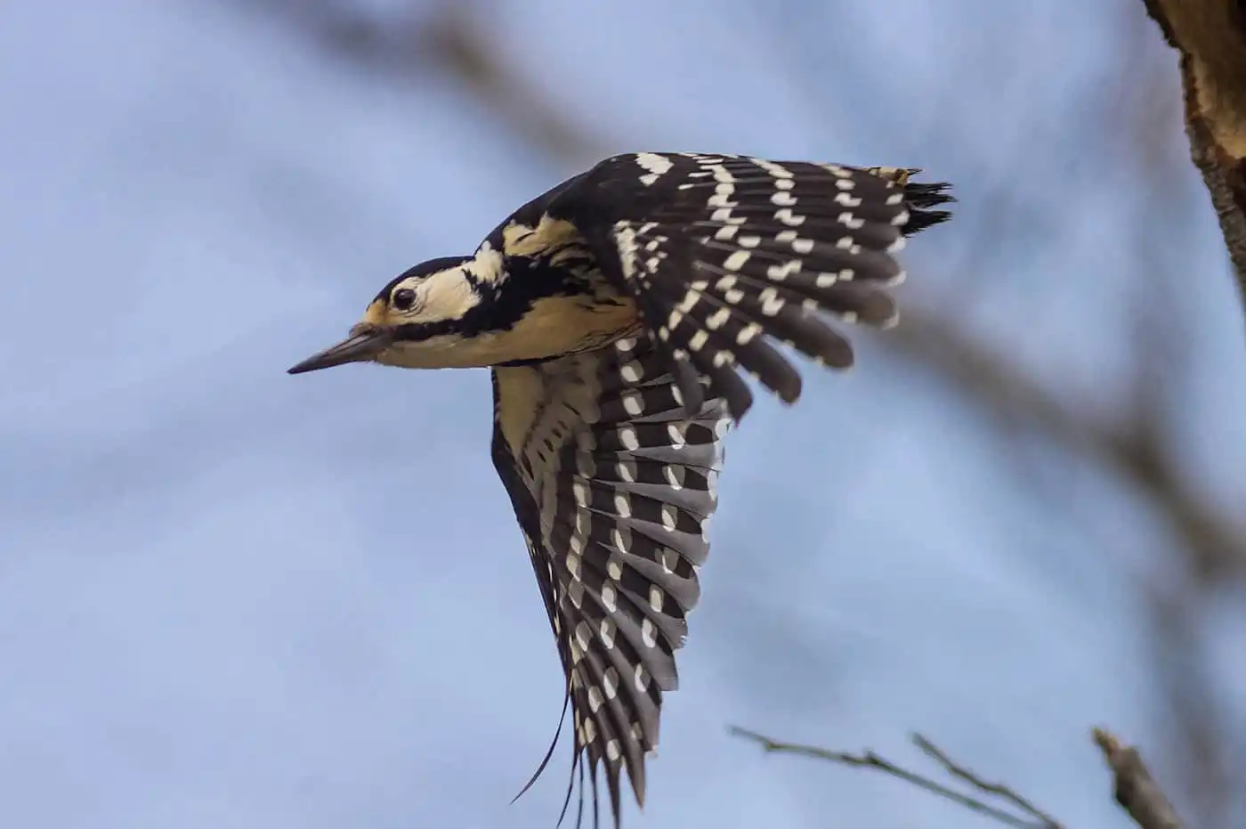野鳥・オオアカゲラの写真画像