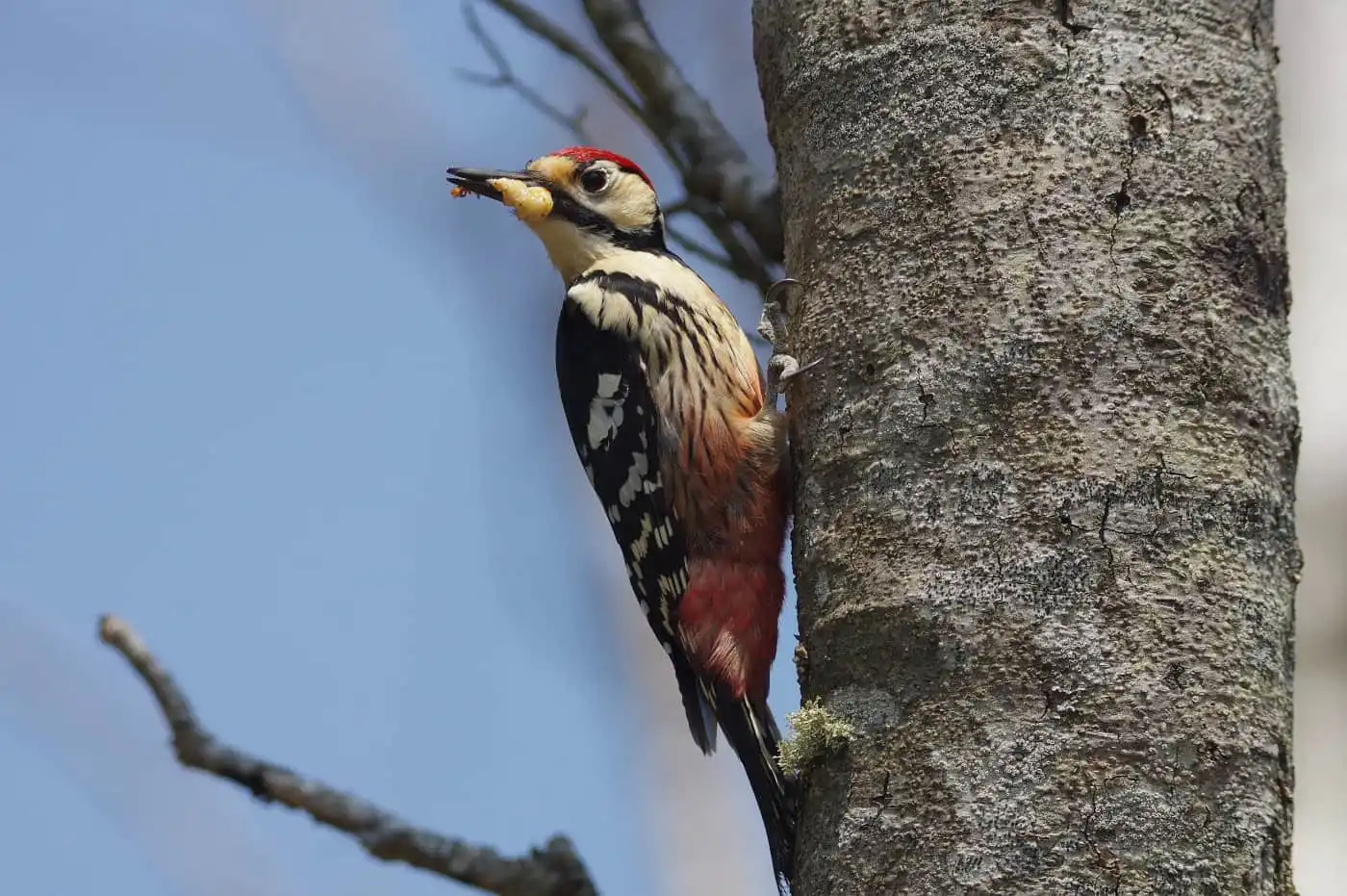 野鳥・オオアカゲラの写真画像